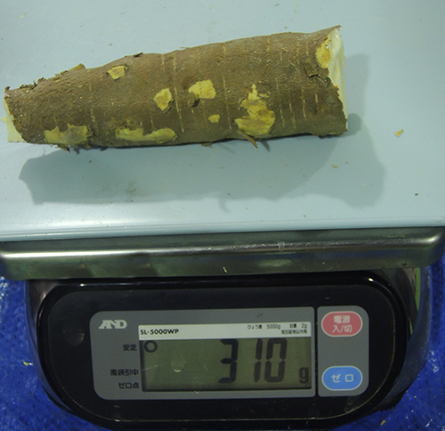 Cassava Peeling Machine DPS LbTo̔ނu